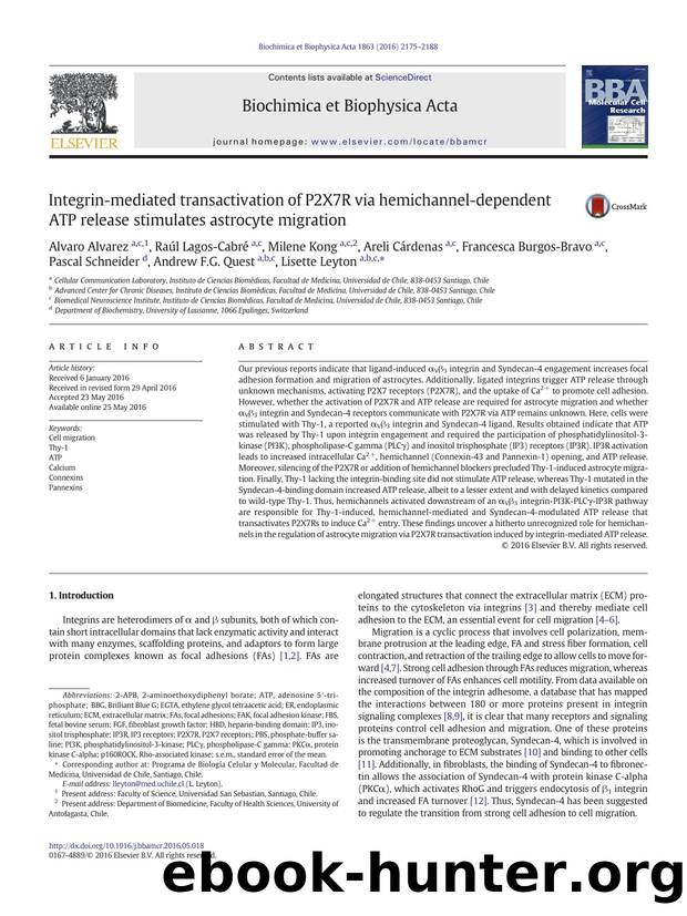 Integrin-mediated transactivation of P2X7R via hemichannel-dependent ATP release stimulates astrocyte migration by unknow