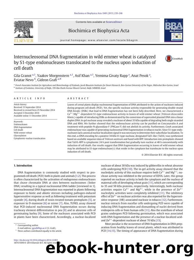 Internucleosomal DNA fragmentation in wild emmer wheat is catalyzed by S1-type endonucleases translocated to the nucleus upon induction of cell death by unknow