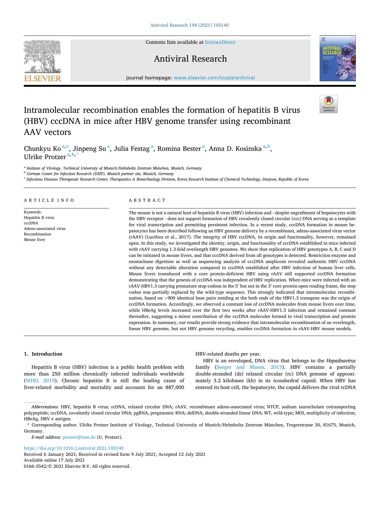 Intramolecular recombination enables the formation of hepatitis B virus (HBV) cccDNA in mice after HBV genome transfer using recombinant AAV vectors by Chunkyu Ko & Jinpeng Su & Julia Festag & Romina Bester & Anna D. Kosinska & Ulrike Protzer