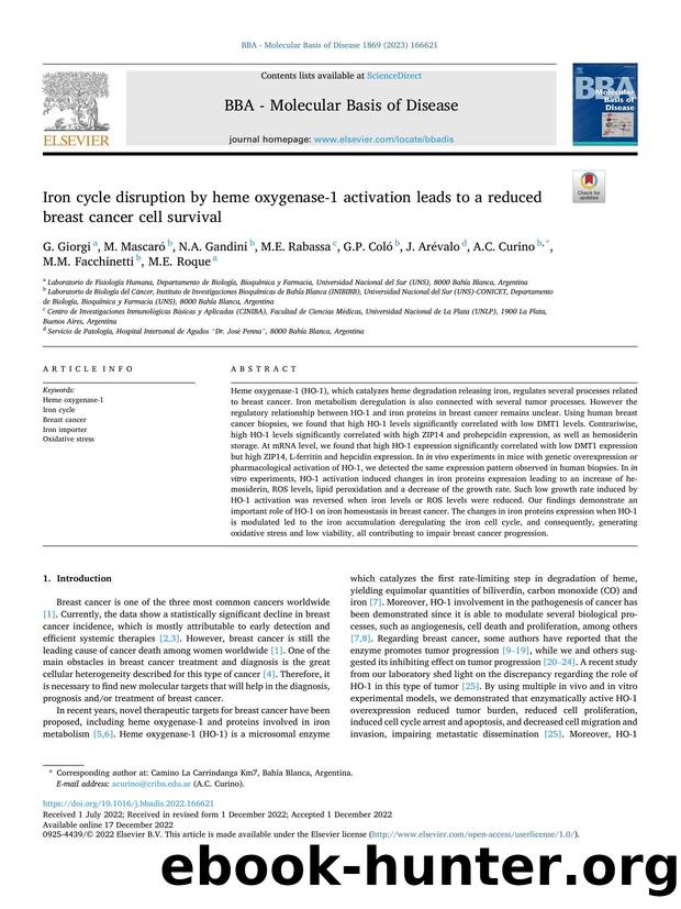 Iron cycle disruption by heme oxygenase-1 activation leads to a reduced breast cancer cell survival by unknow