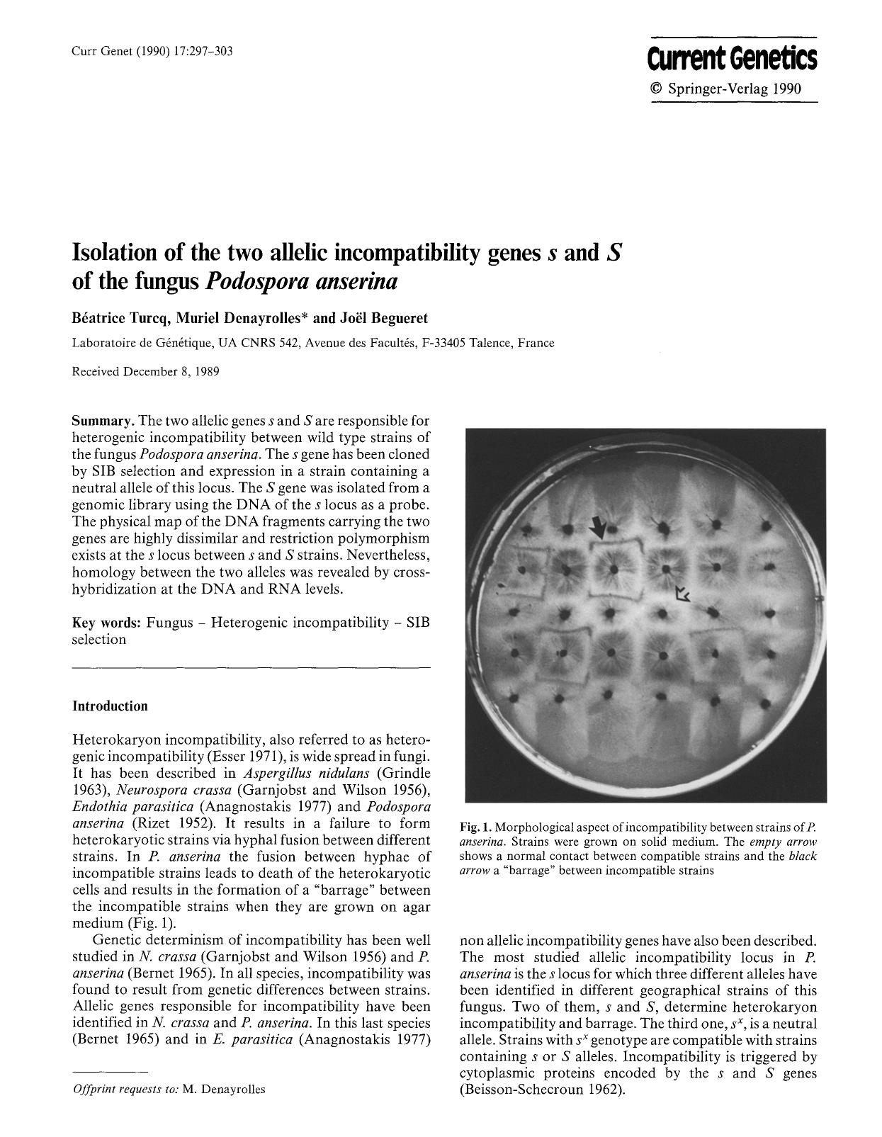 Isolation of the two allelic incompatibility genes <Emphasis Type="Italic">s<Emphasis> and <Emphasis Type="Italic">S<Emphasis> of the fungus <Emphasis Type="Italic">Podospora anserina<Emphasis> by Unknown