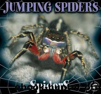 Jumping Spiders by Cooper Jason