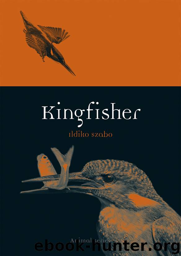 Kingfisher by Ildiko Szabo