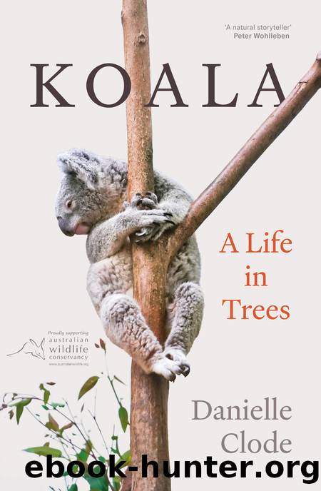 Koala by Danielle Clode