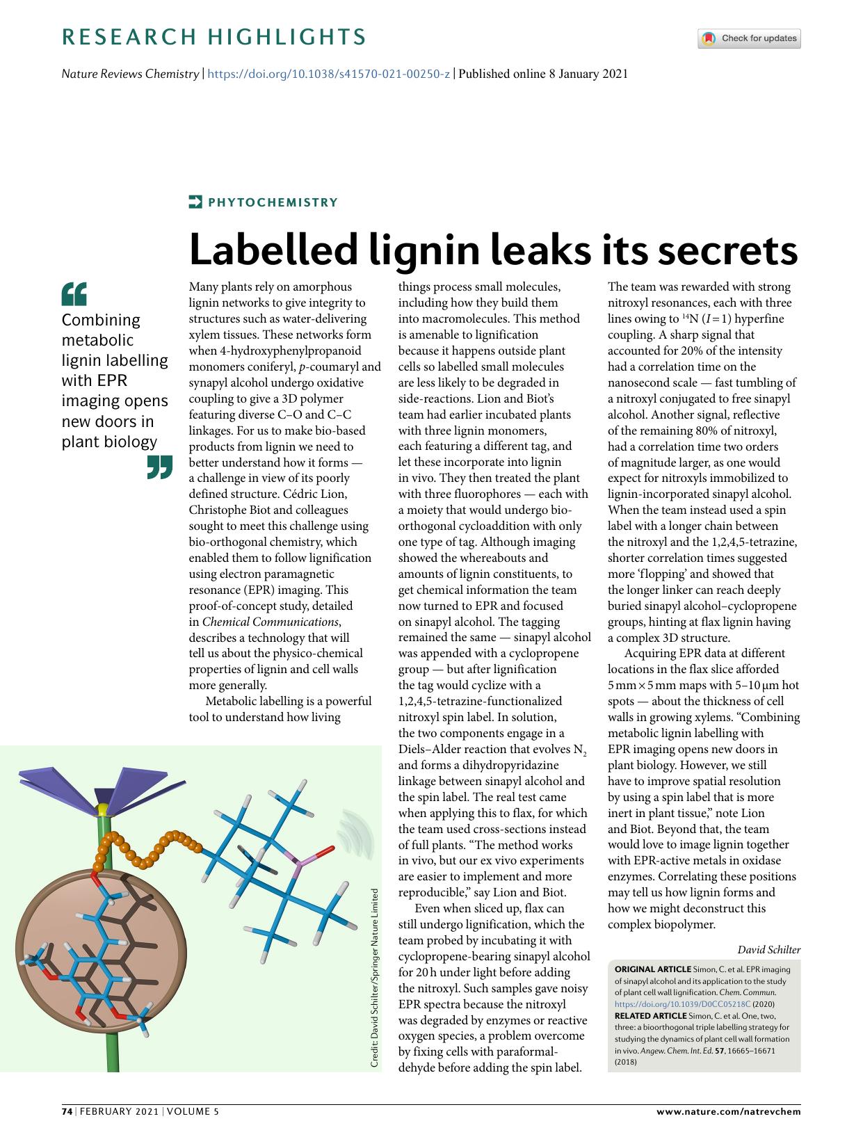 Labelled lignin leaks its secrets by David Schilter