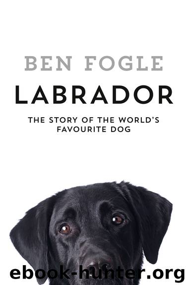 Labrador by Ben Fogle