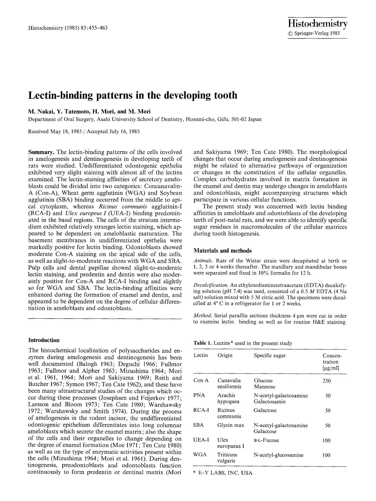 Lectin-binding patterns in the developing tooth by Unknown