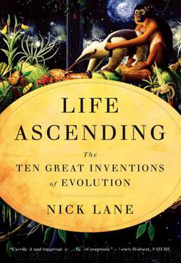 Life Ascending by Lane Nick