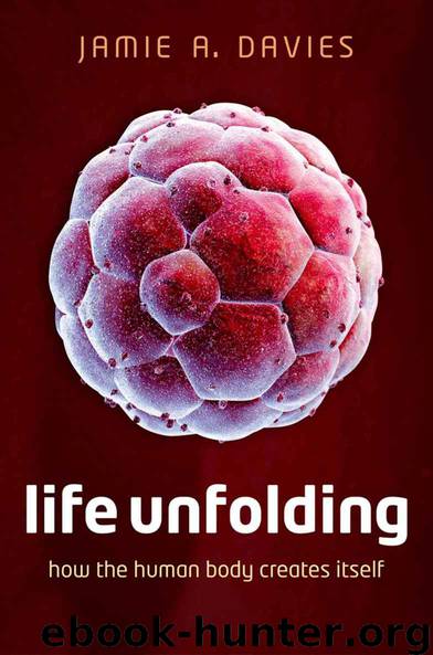 Life Unfolding: How the human body creates itself by Davies Jamie A