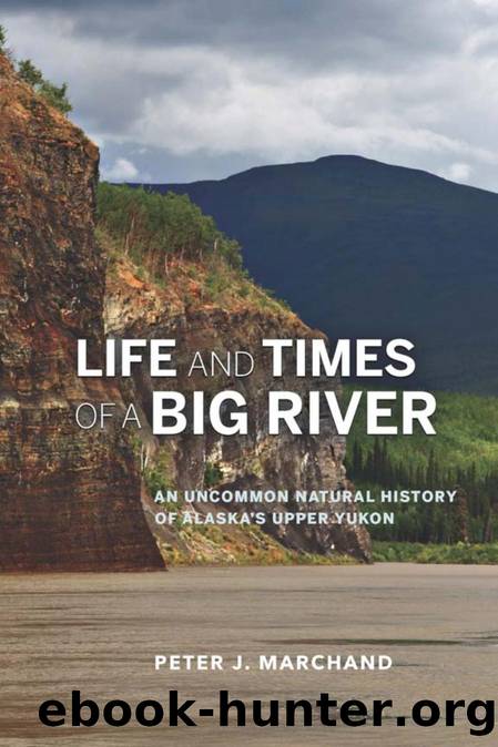 Life and Times of a Big River : An Uncommon Natural History of Alaska's Upper Yukon by Peter J. Marchand