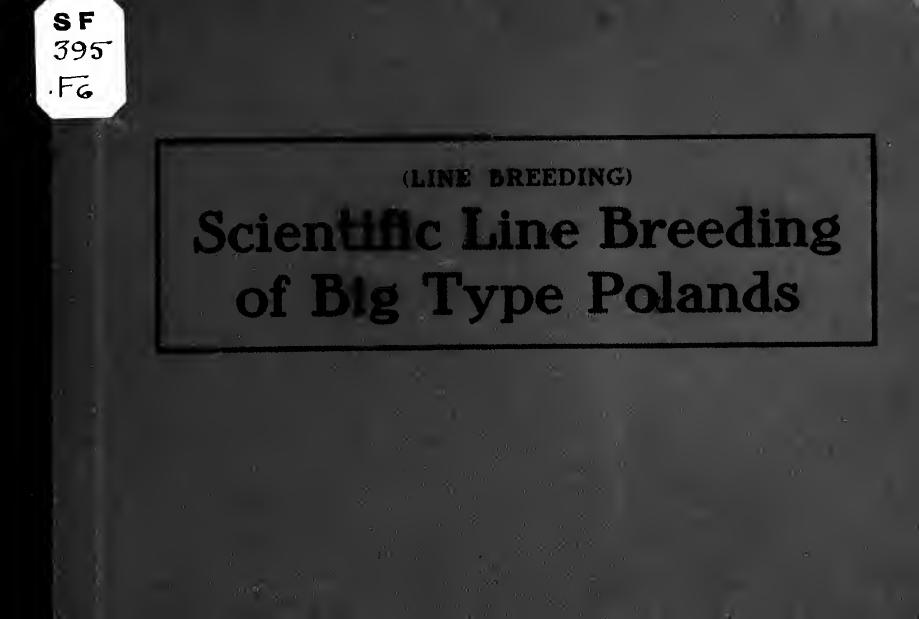 Line breeding, scientific line breeding of big type Polands, a comprehensive treatise of breeding and mating, with pedigree diagrams showing this great and only correct system of b by Fox Adrian Rossitter