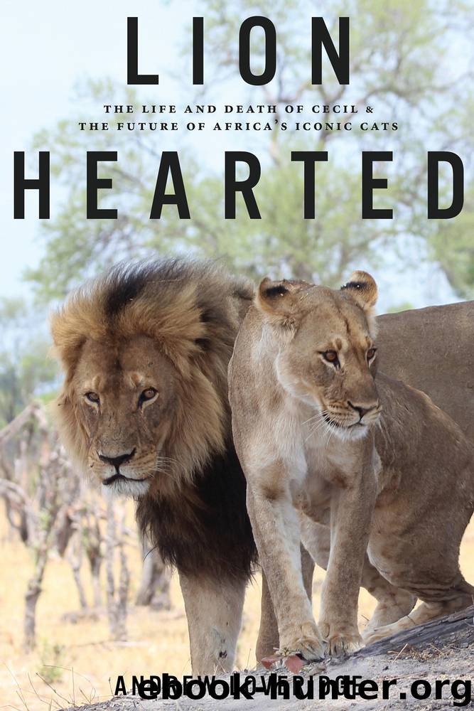 Lion Hearted by Andrew Loveridge