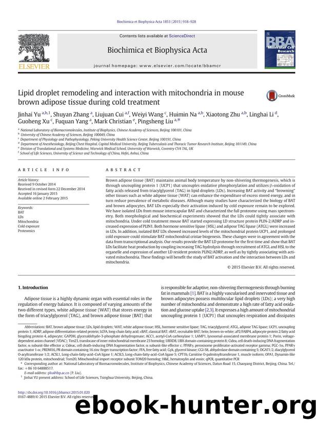 Lipid droplet remodeling and interaction with mitochondria in mouse brown adipose tissue during cold treatment by unknow