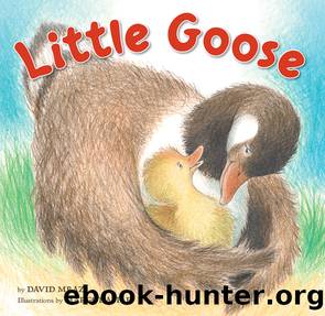 Little Goose by David Mraz