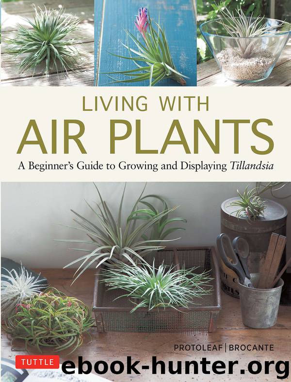 Living with Air Plants by Yoshiharu Kashima (Protoleaf)
