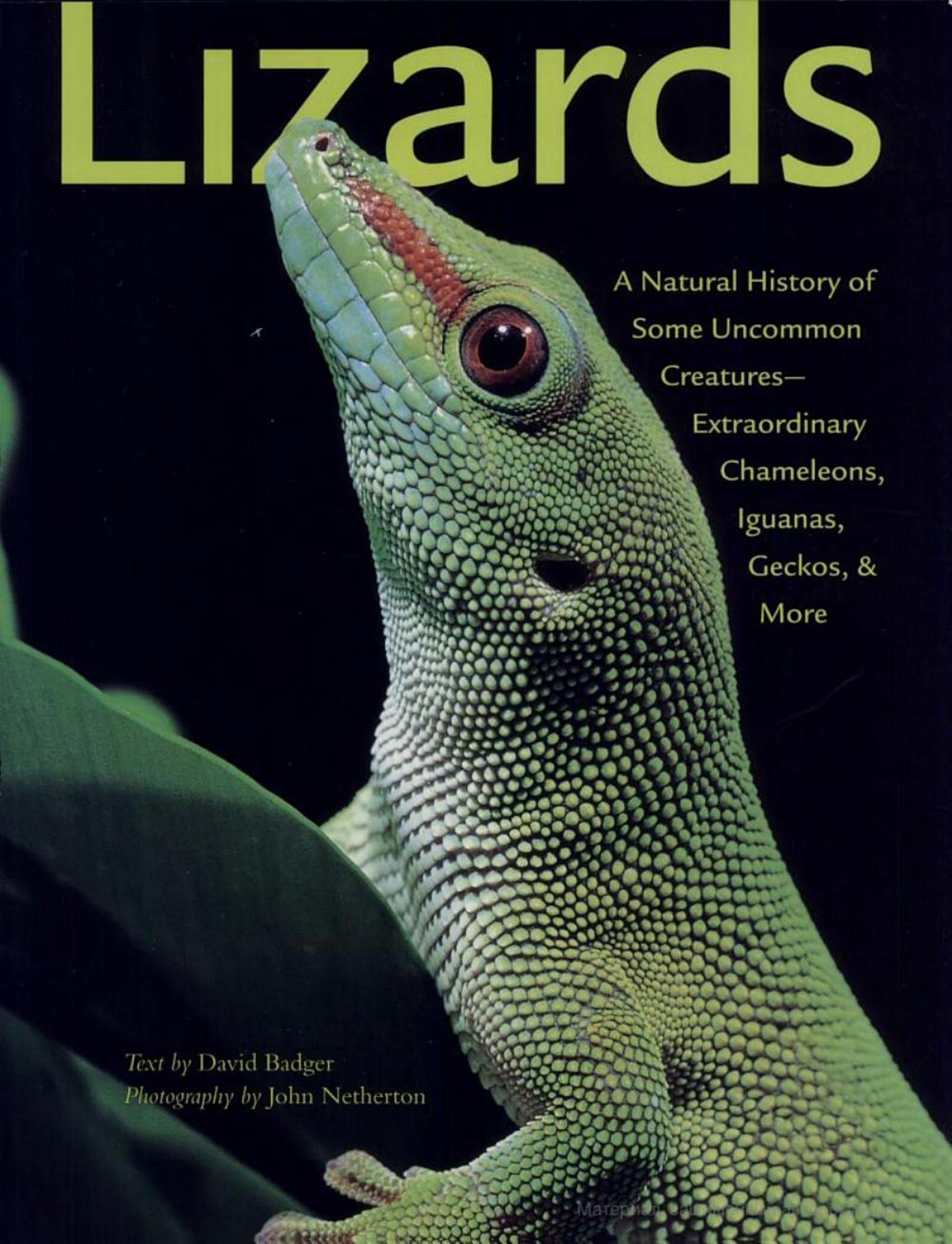 Lizards : a natural history of some uncommon creatures--extraordinary chameleons, iguanas, geckos, and more by David P Badger; John Netherton