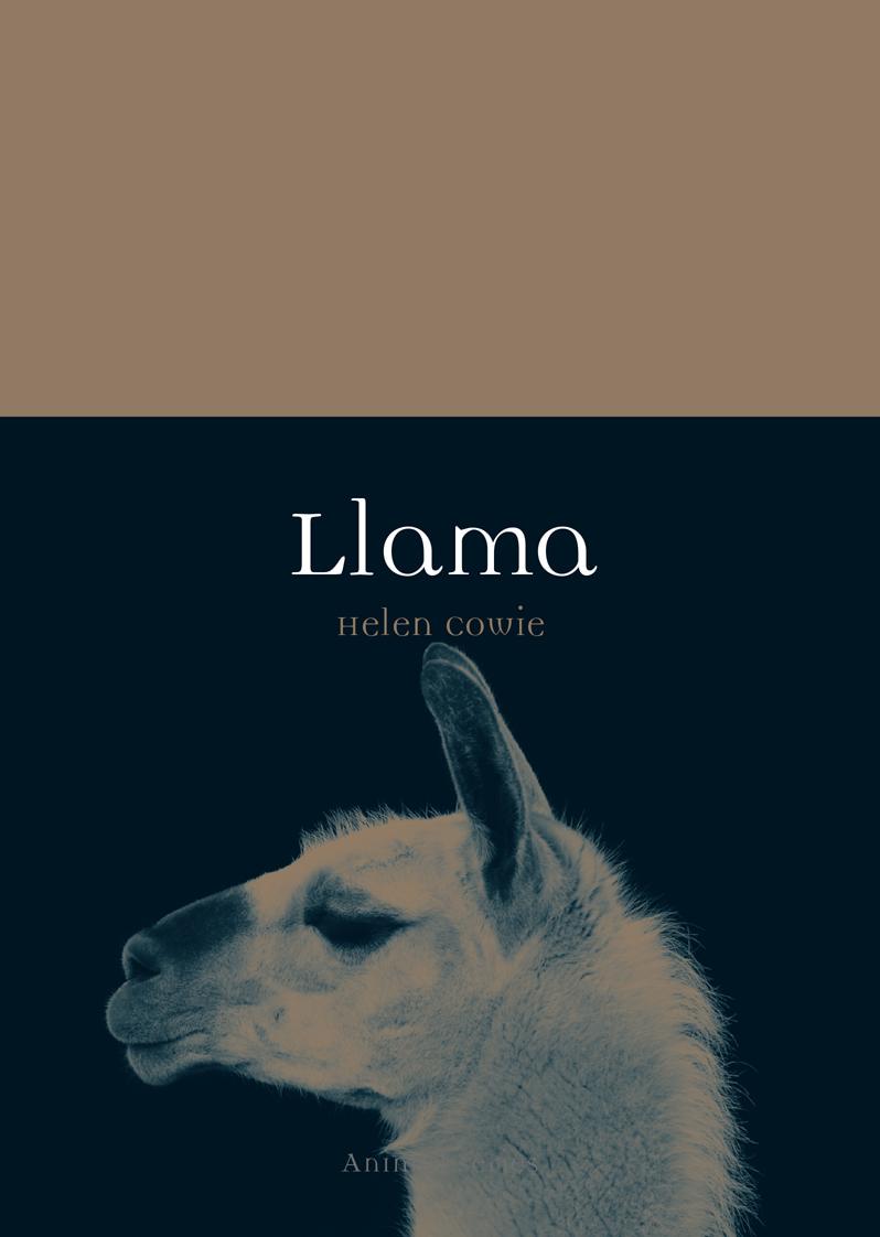 Llama (Animal) by Unknow