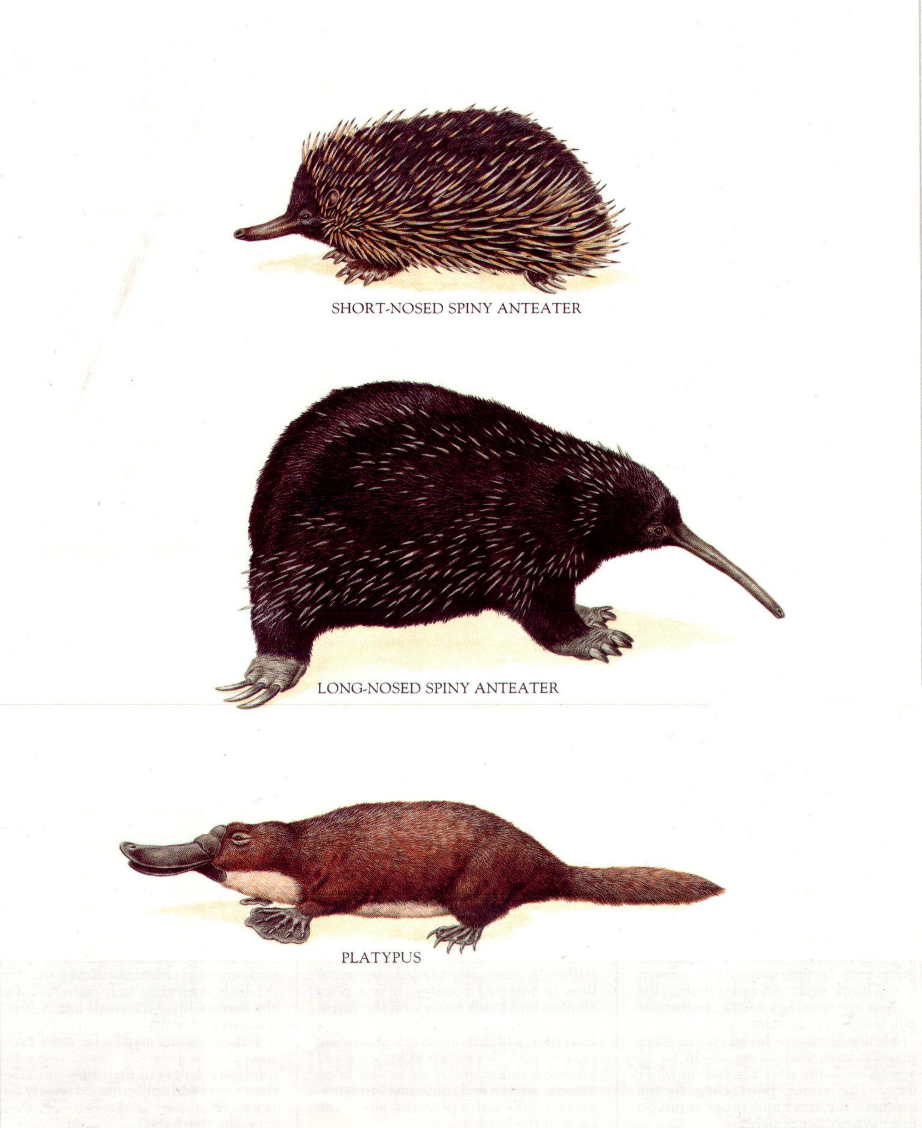 Longman's Illustrated Animal Encyclopedia - Млекопитающиеся by Лонгман