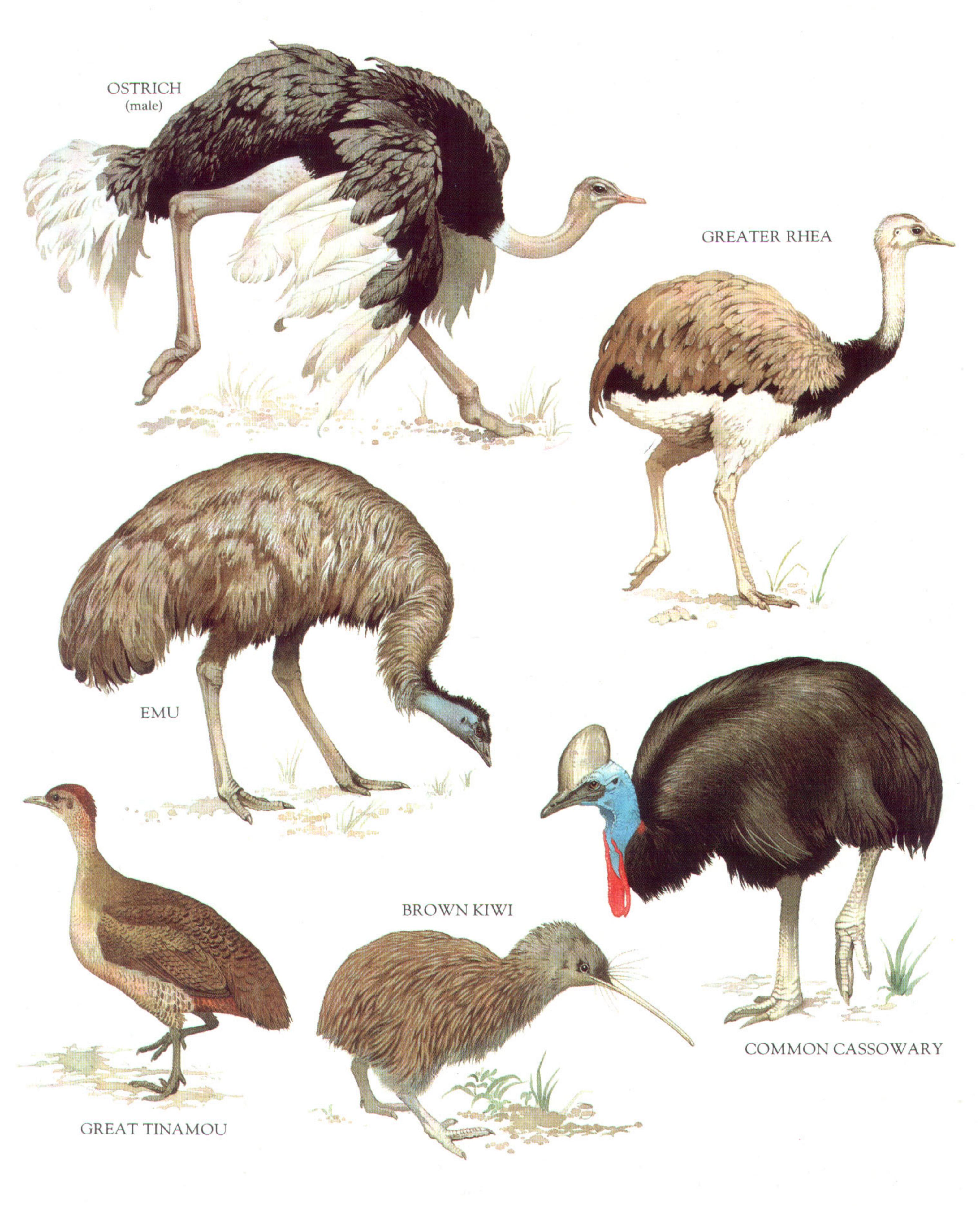 Longman's Illustrated Animal Encyclopedia - Птицы by Лонгман