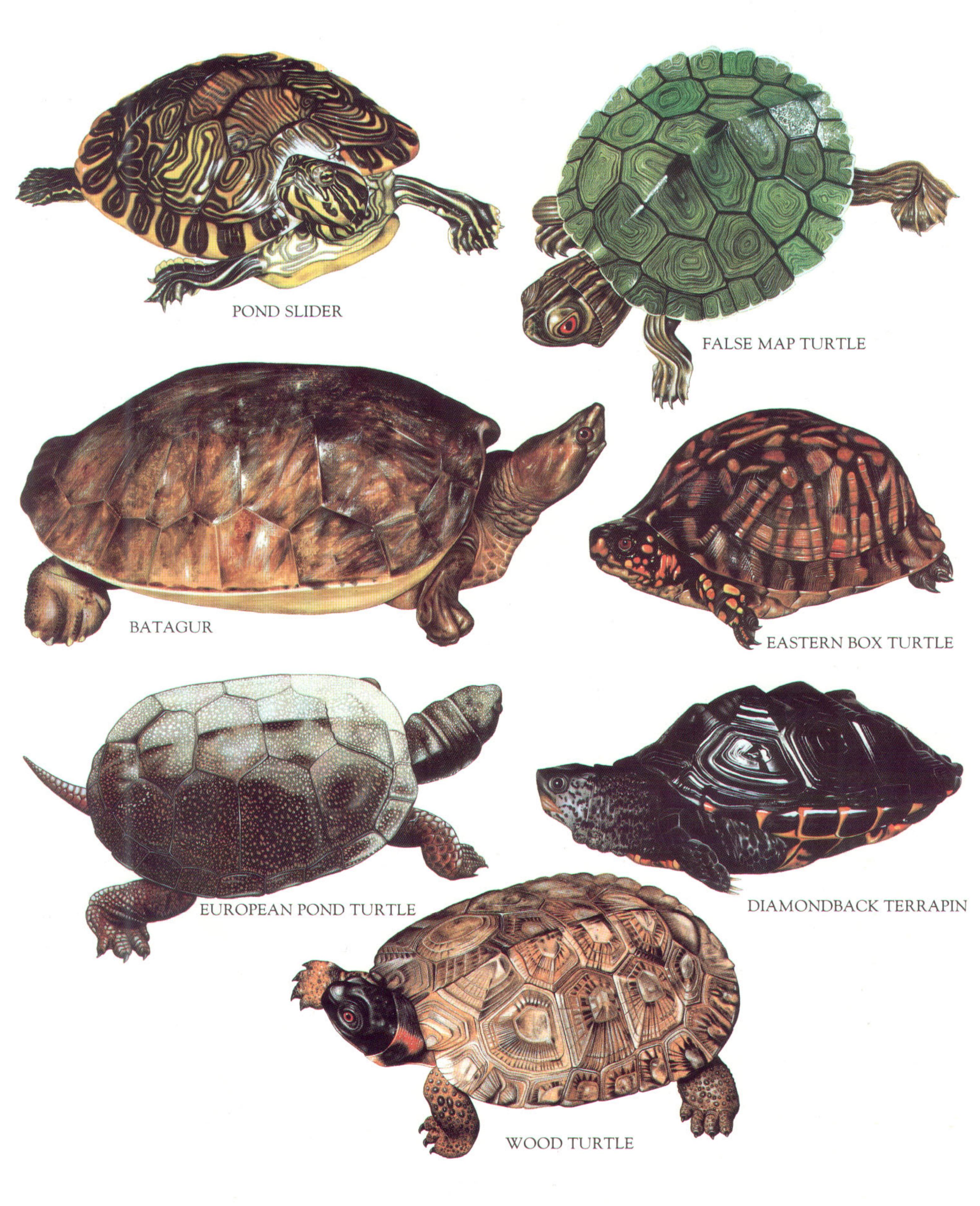 Longman's Illustrated Animal Encyclopedia - Рептилии by Лонгман