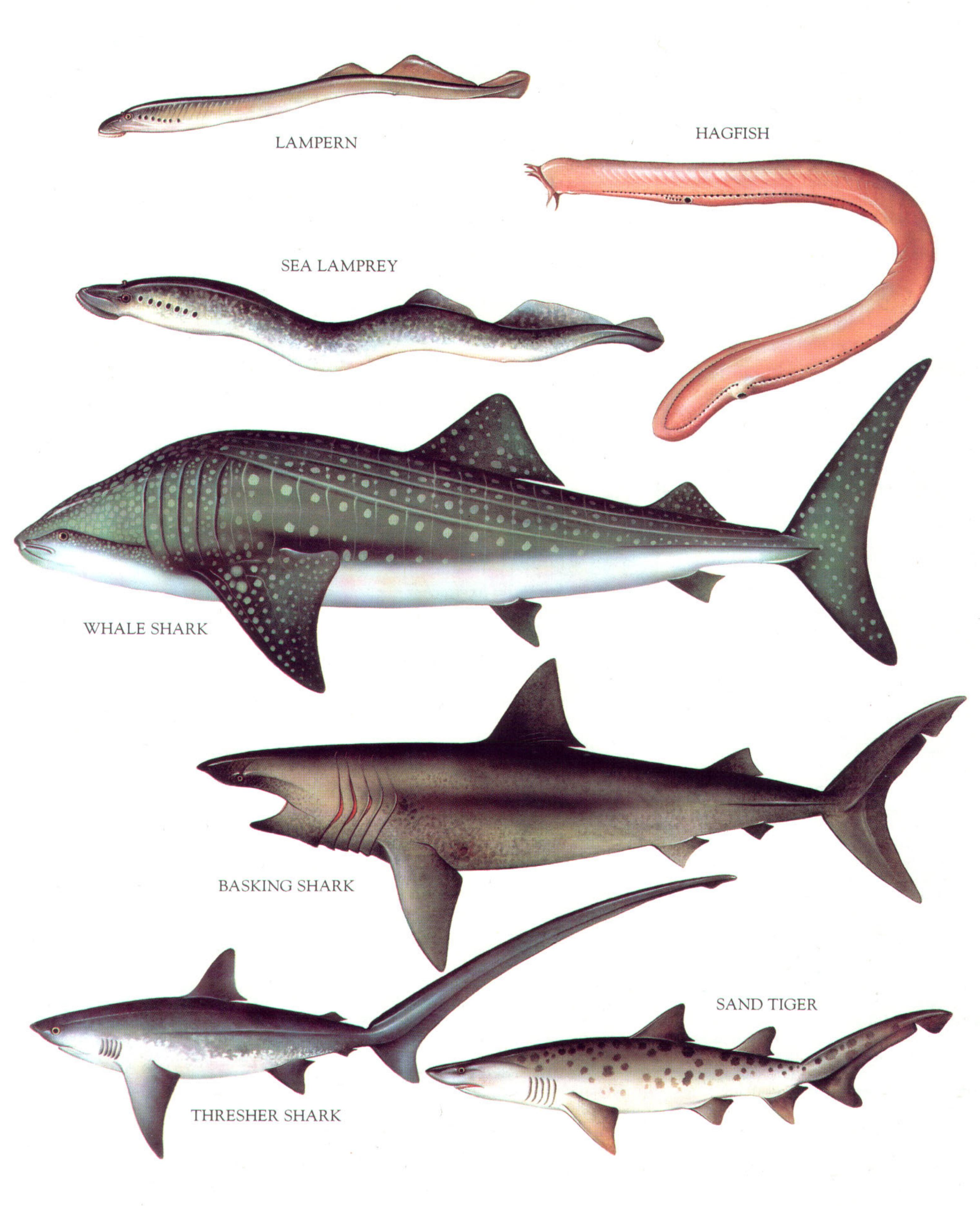 Longman's Illustrated Animal Encyclopedia - Рыбы by Лонгман