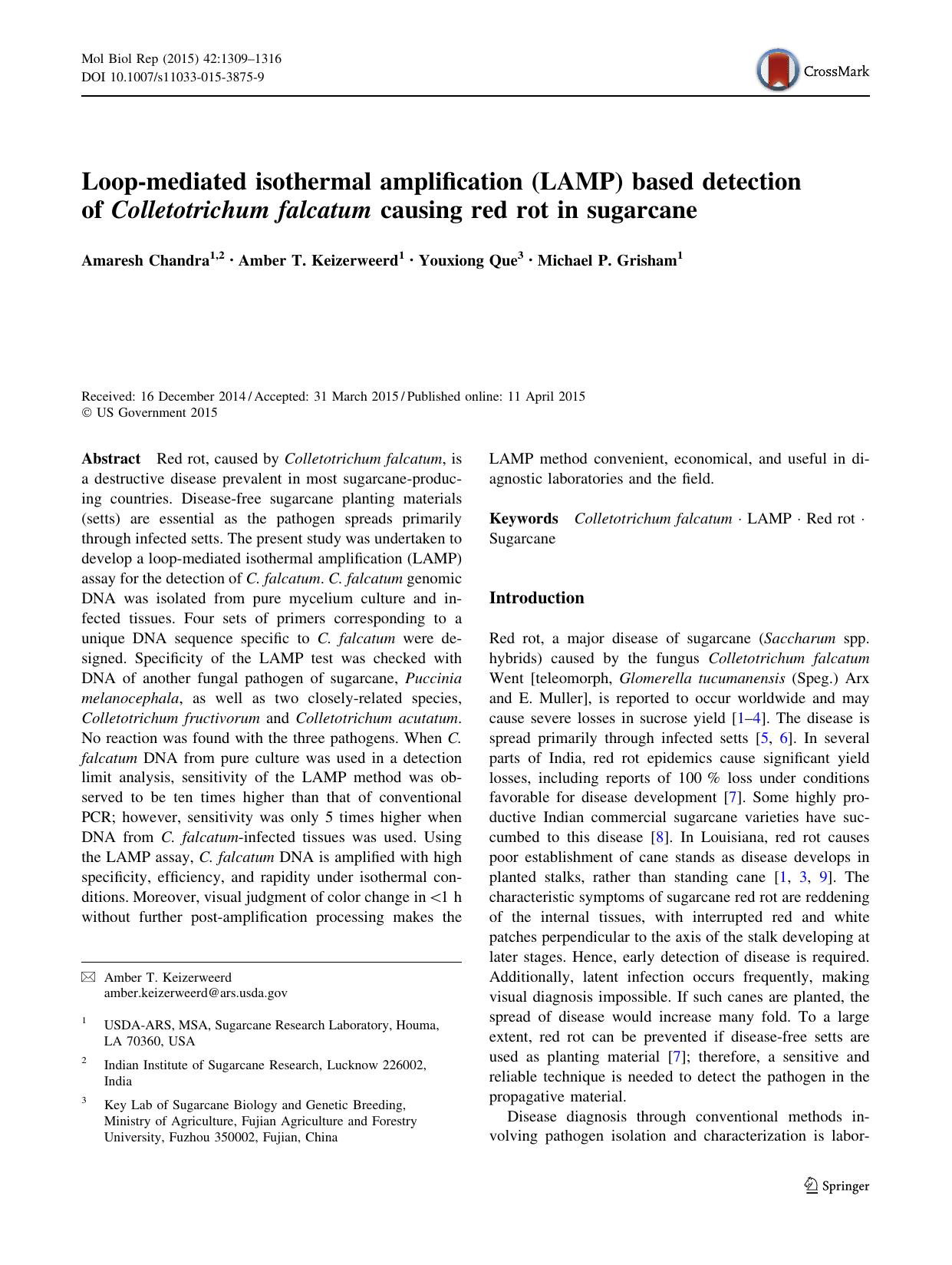 Loop-mediated isothermal amplification (LAMP) based detection of Colletotrichum falcatum causing red rot in sugarcane by Amaresh Chandra & Amber T. Keizerweerd & Youxiong Que & Michael P. Grisham