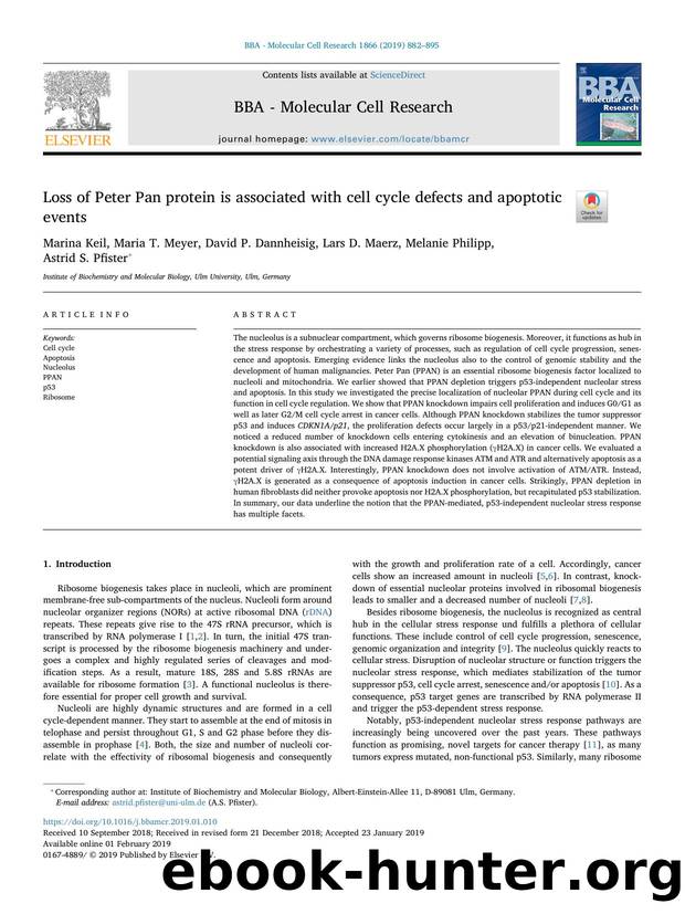 Loss of Peter Pan protein is associated with cell cycle defects and apoptotic events by unknow