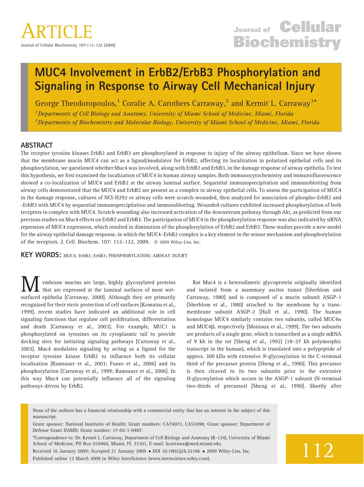 MUC4 involvement in ErbB2ErbB3 phosphorylation and signaling in response to airway cell mechanical injury by Unknown