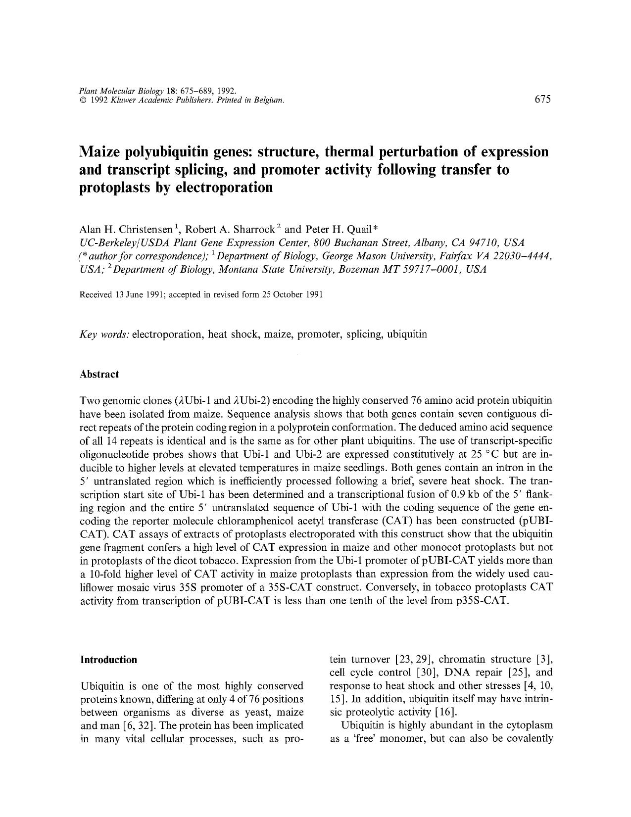 Maize polyubiquitin genes: structure, thermal perturbation of expression and transcript splicing, and promoter activity following transfer to protoplasts by electroporation by Unknown