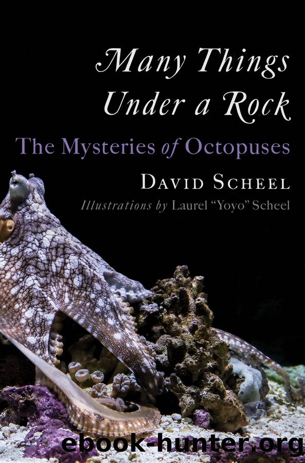 Many Things Under a Rock by David Scheel