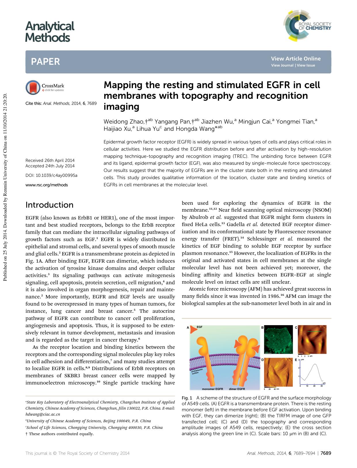 Mapping the resting and stimulated EGFR in cell membranes with topography and recognition imaging by unknow