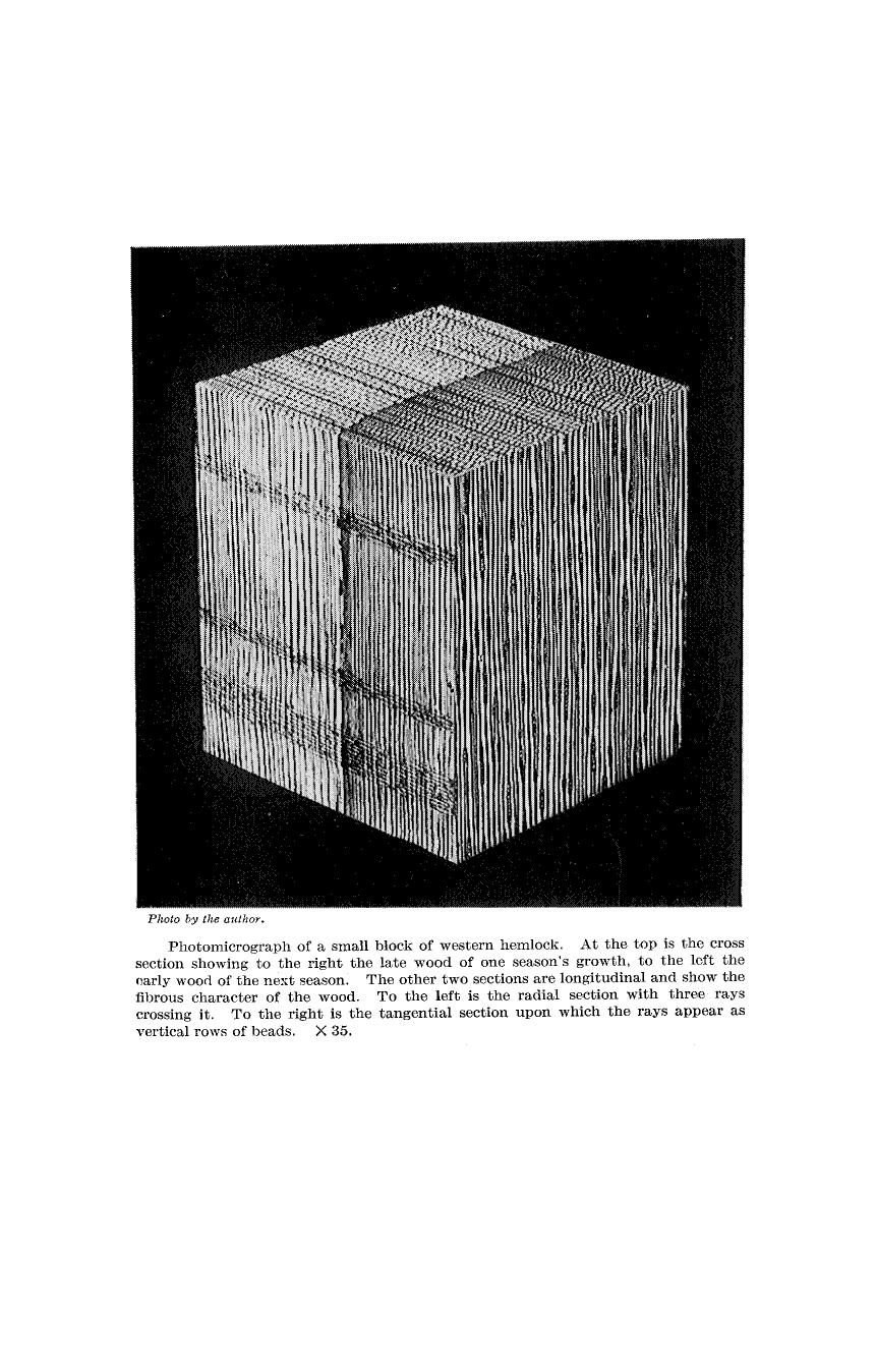 Mechanical Properties of Wood by Samuel J. Record