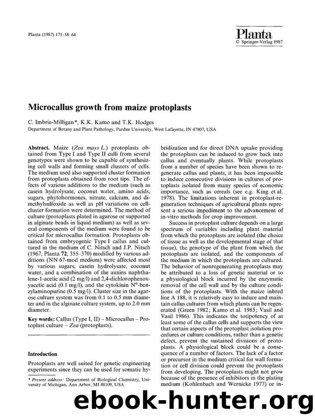 Microcallus growth from maize protoplasts by Unknown