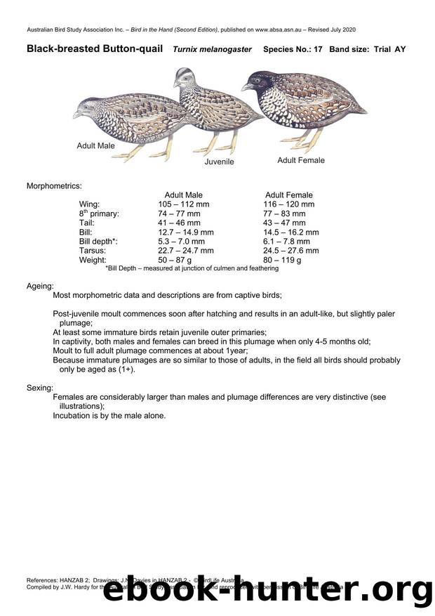 Microsoft Word - Black-breasted Button-quail- BH2.docx by Unknown