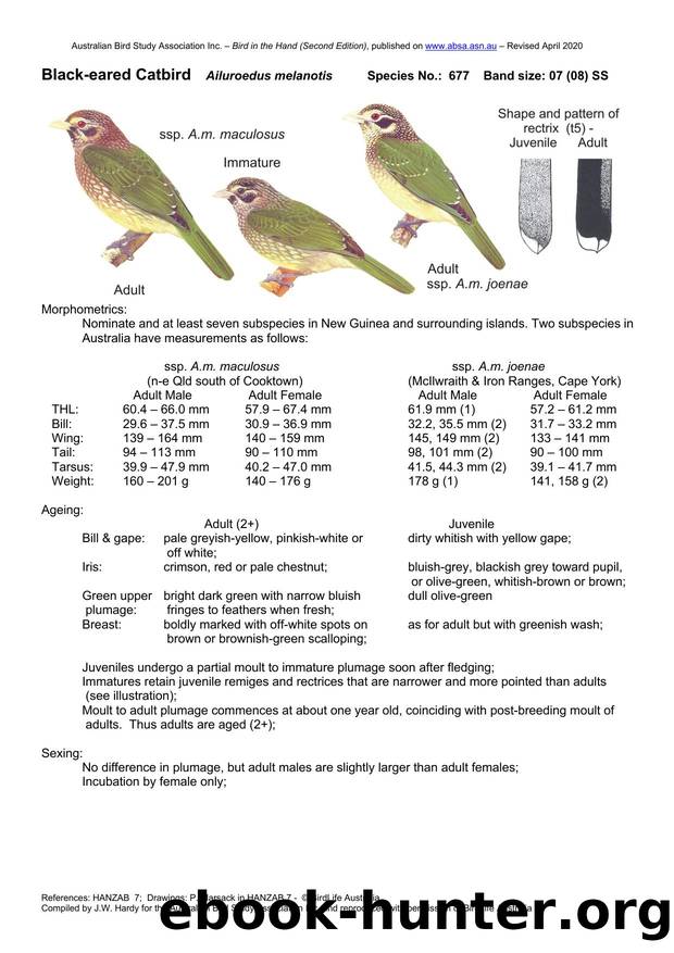 Microsoft Word - Black-eared Catbird.docx by Unknown