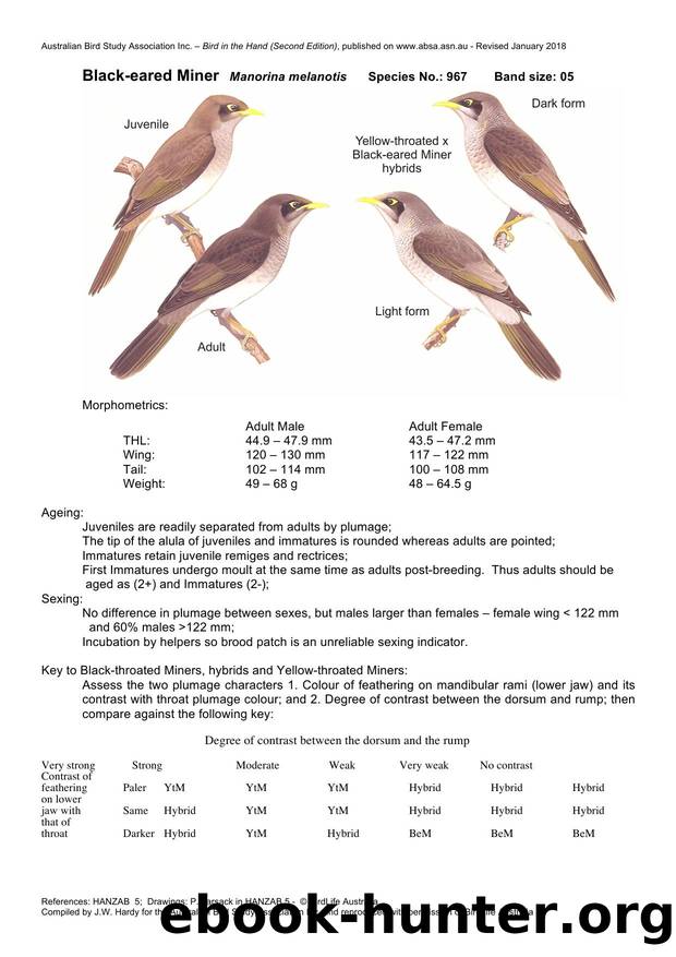 Microsoft Word - Black-eared Miner - BH2.docx by Unknown