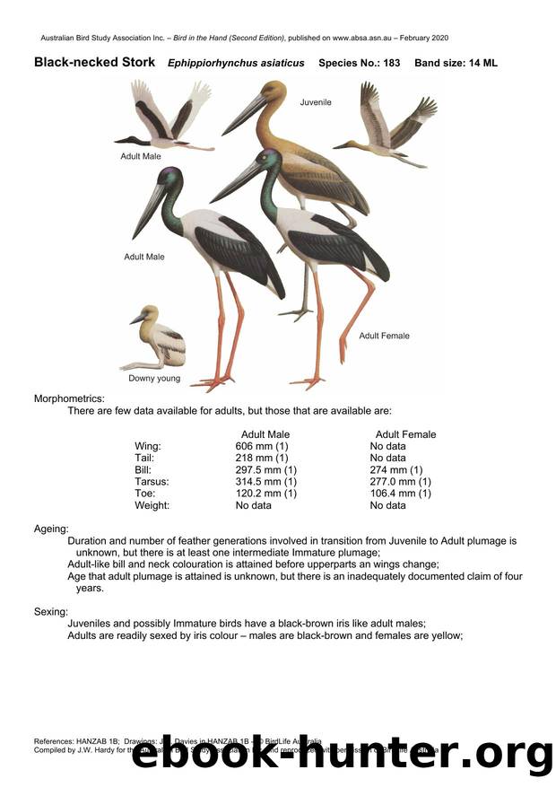 Microsoft Word - Black-necked Stork.docx by Unknown