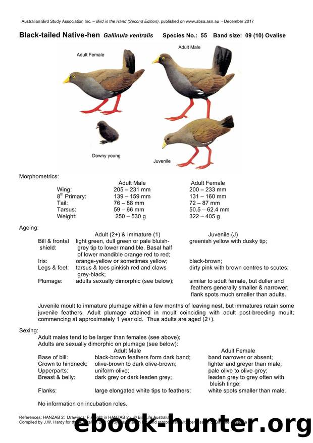 Microsoft Word - Black-tailed Native-hen - BH2.docx by Unknown