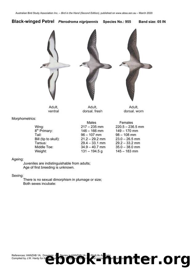 Microsoft Word - Black-winged Petrel.docx by Unknown