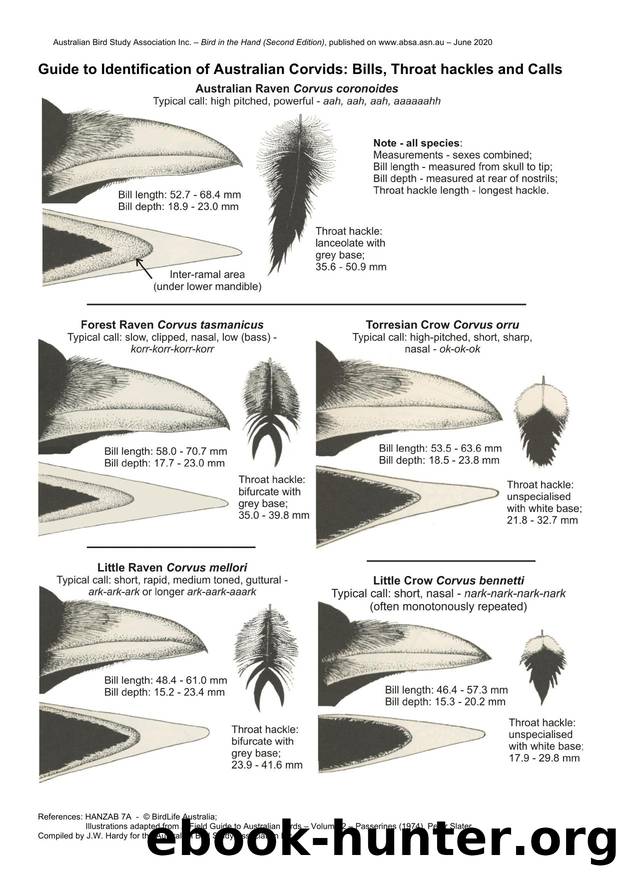 Microsoft Word - Guide to ID of Corvids.docx by Unknown