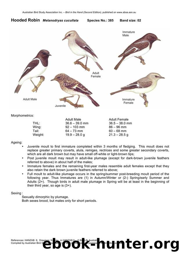 Microsoft Word - Hooded Robin - BH2.docx by Unknown