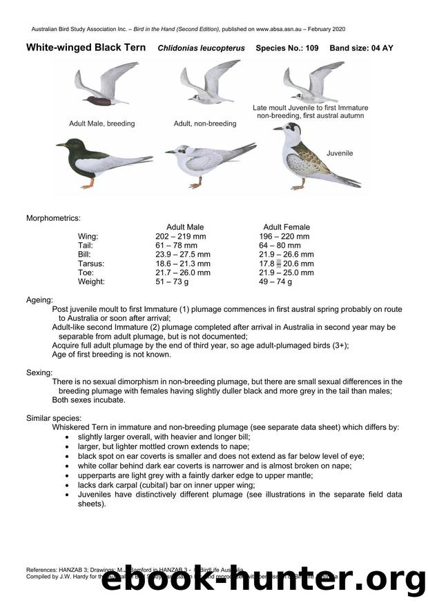 Microsoft Word - White-winged Black Tern.docx by Unknown