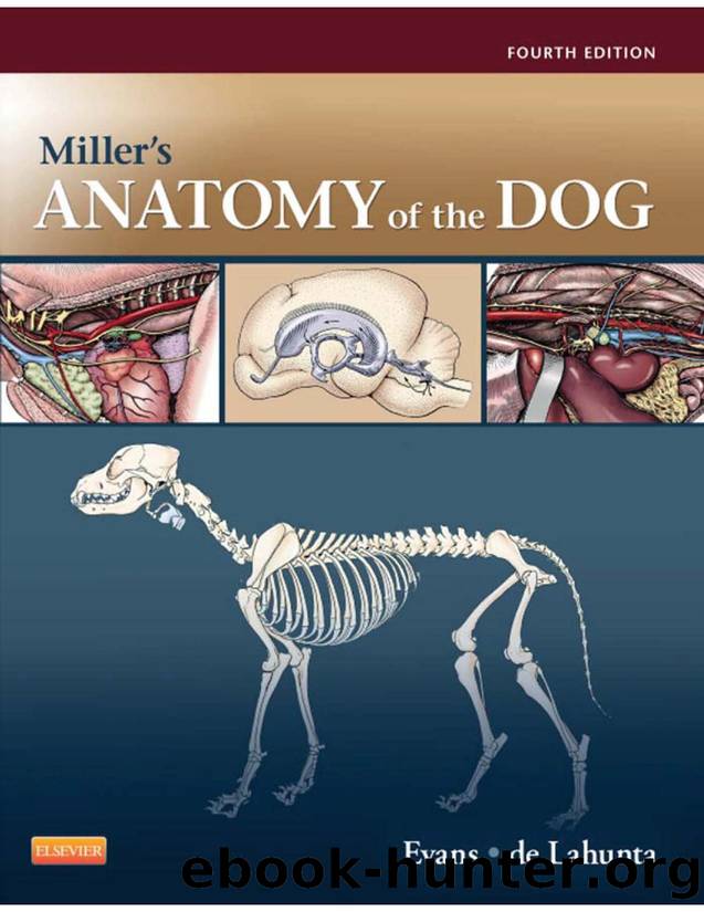 Miller's Anatomy of the Dog - 4th Edition.pdf by Russell White