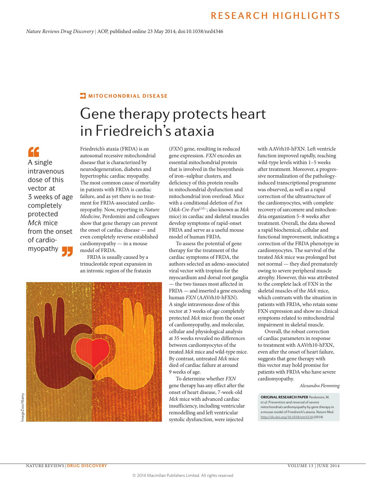 Mitochondrial disease: Gene therapy protects heart in Friedreich's ataxia by Alexandra Flemming
