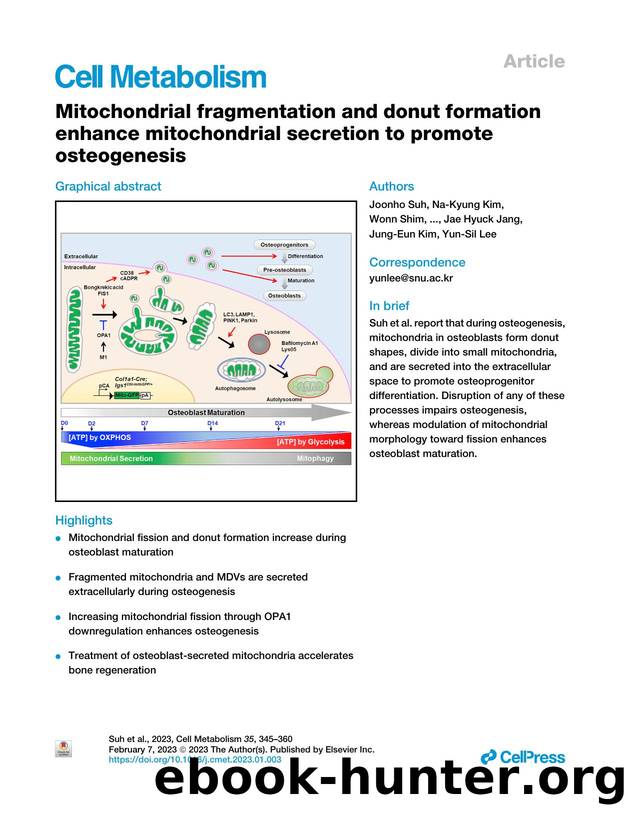 Mitochondrial fragmentation and donut formation enhance mitochondrial secretion to promote osteogenesis by unknow