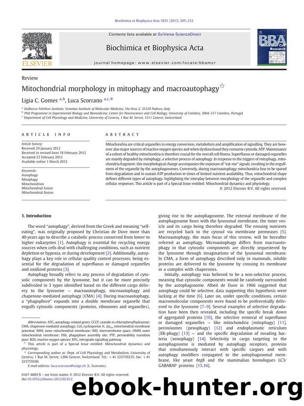 Mitochondrial morphology in mitophagy and macroautophagy by Ligia C. Gomes & Luca Scorrano