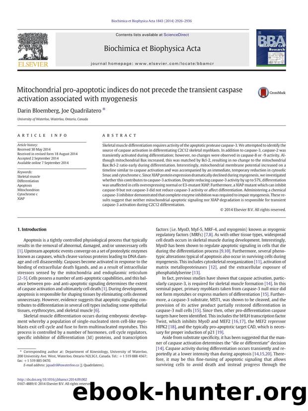 Mitochondrial pro-apoptotic indices do not precede the transient caspase activation associated with myogenesis by Darin Bloemberg & Joe Quadrilatero