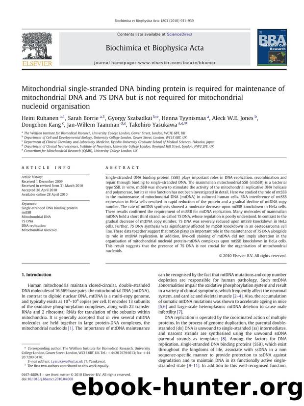 Mitochondrial single-stranded DNA binding protein is required for maintenance of mitochondrial DNA and 7S DNA but is not required for mitochondrial nucleoid organisation by unknow