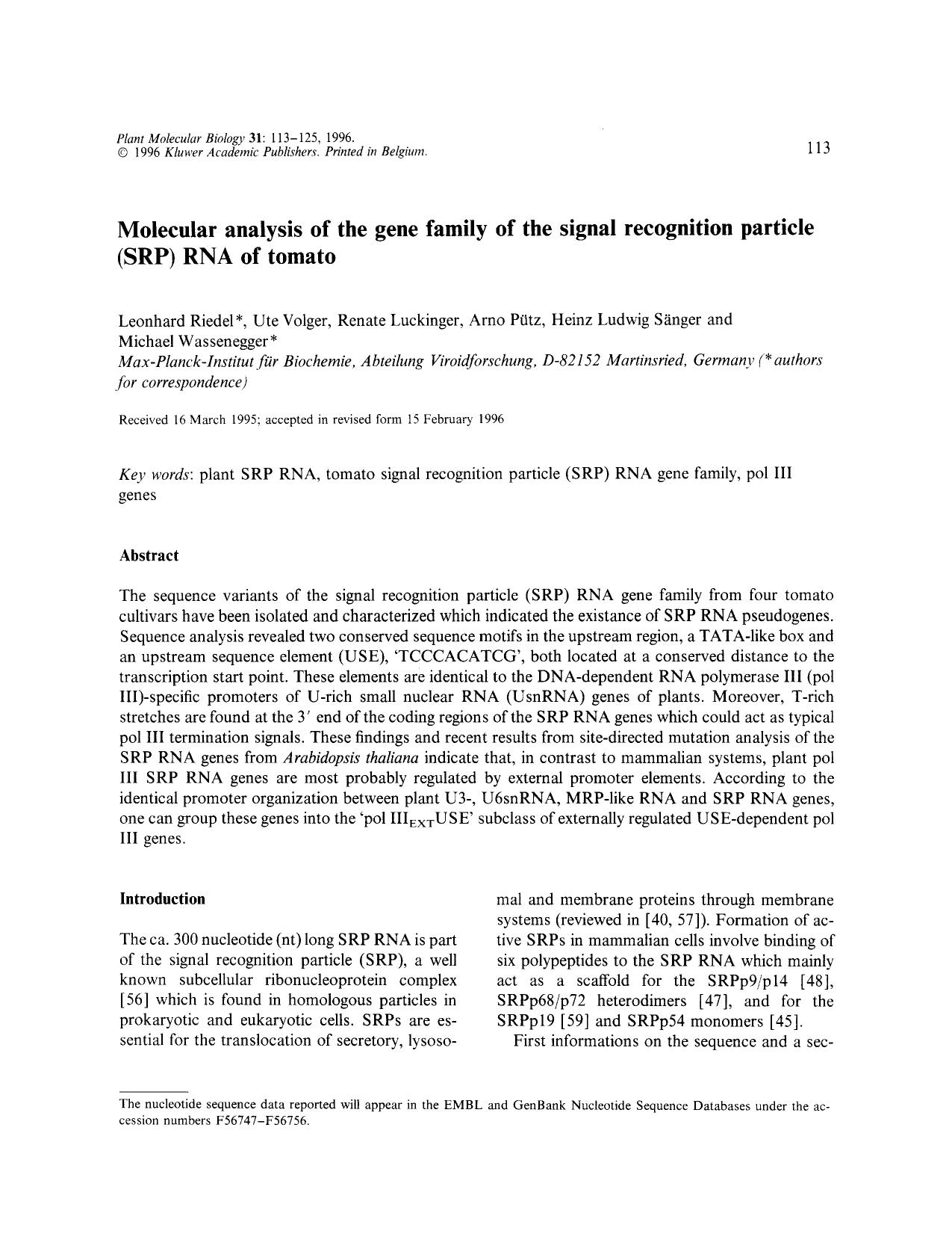 Molecular analysis of the gene family of the signal recognition particle (SRP) RNA of tomato by Unknown