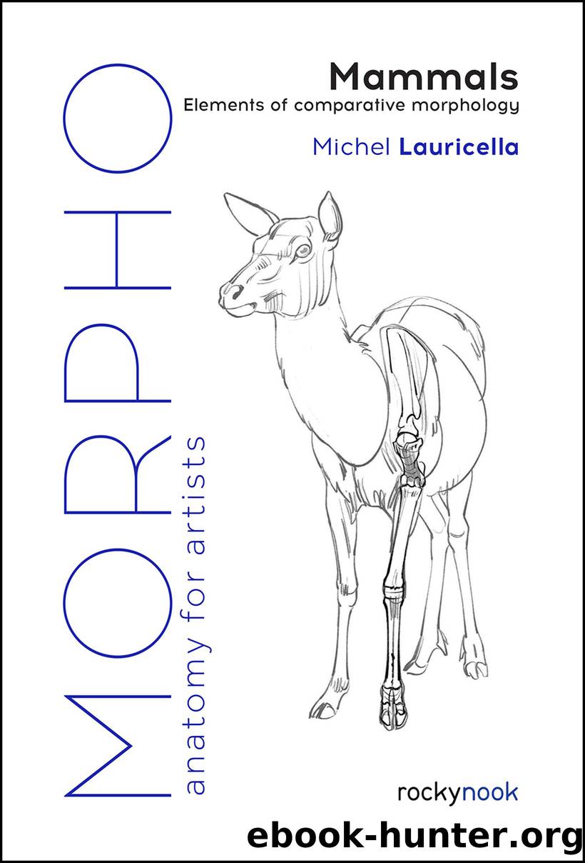 Morpho: Mammals by Michel Lauricella